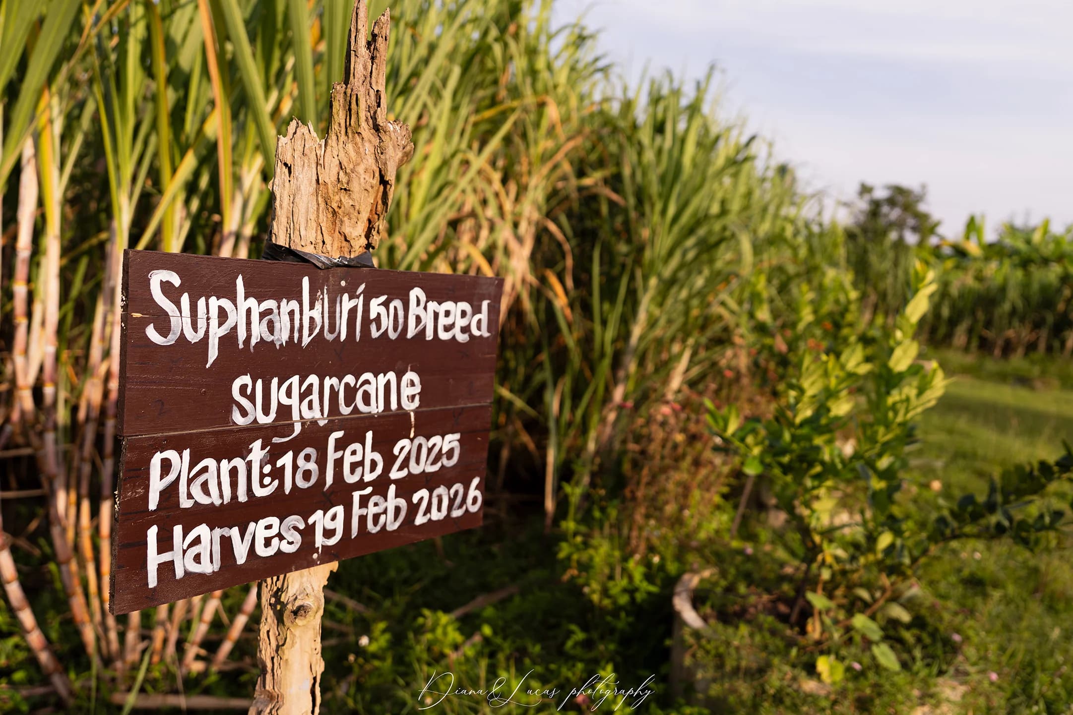 Wooden sign in a sugarcane field reads “Suphanburi 50 Breed Sugarcane” with planting and harvest dates, Thailand farm landscape.